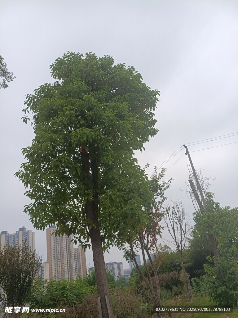户外绿树与远处建筑景观