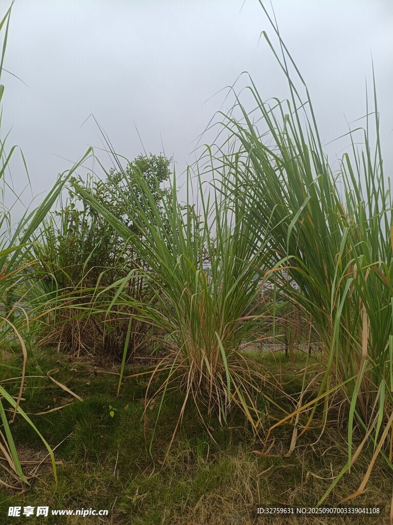 野外茂盛的绿色草丛
