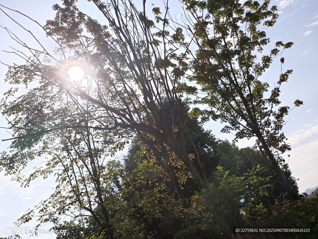 阳光穿透树林的美好景象