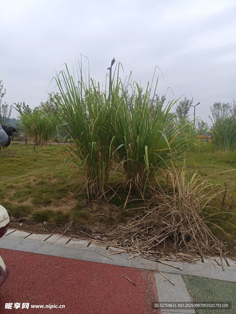 路边茂盛的绿色草丛