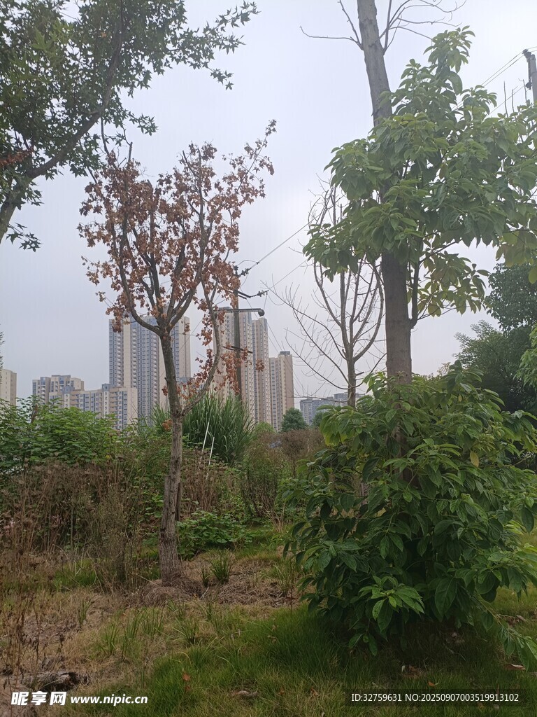 城市中的绿植景观
