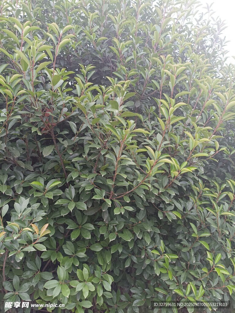茂密绿植景观