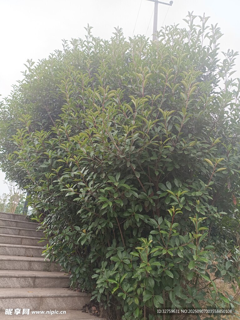 石阶旁的葱郁绿植