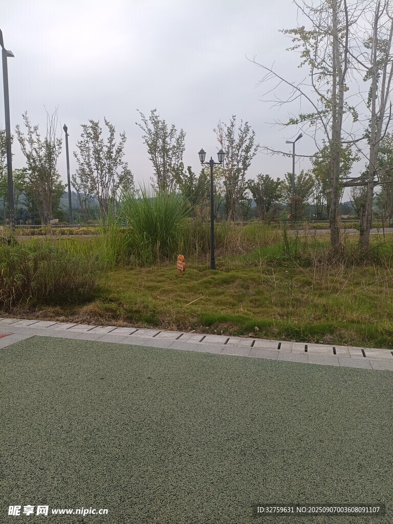 道路旁的绿植景观