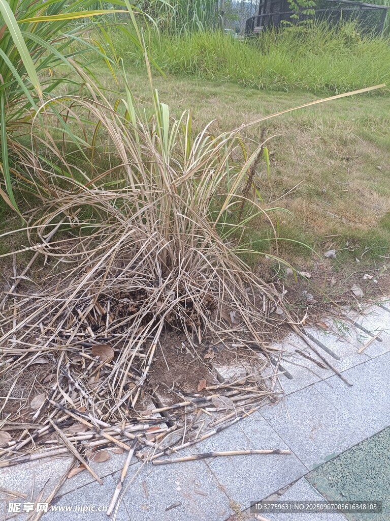 路边枯萎杂草景象