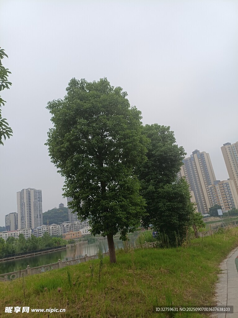 城市河畔绿树成荫风景