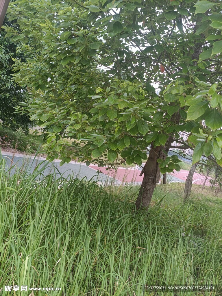 林间草地绿意盎然