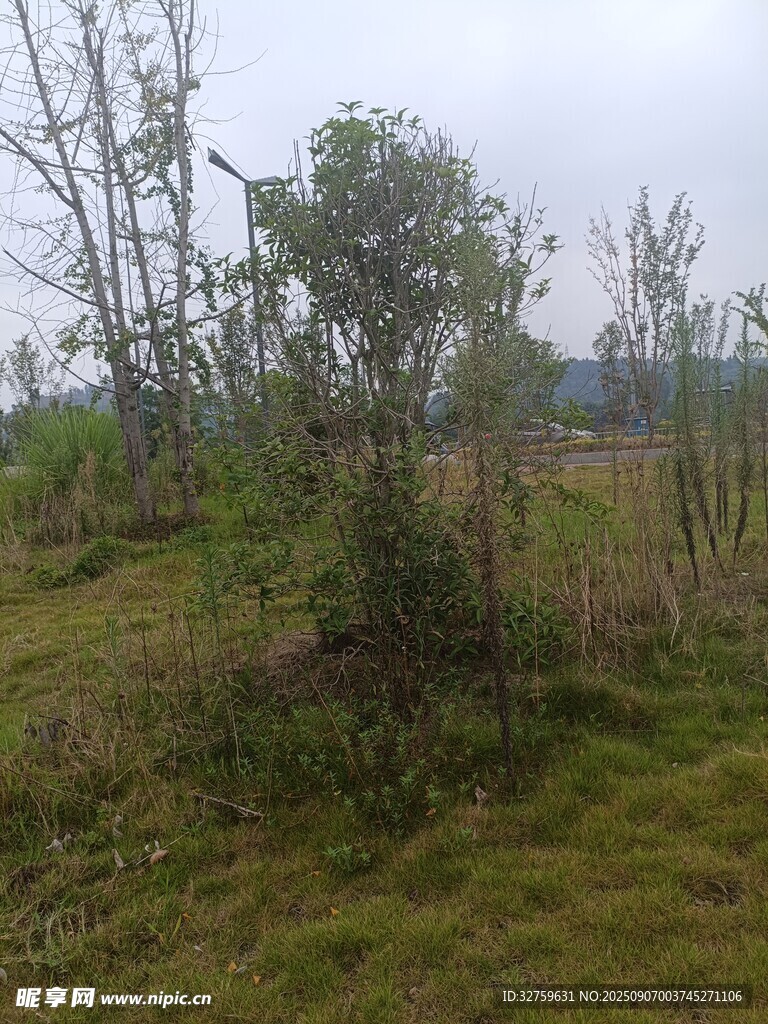 野外草木丛生的自然景象