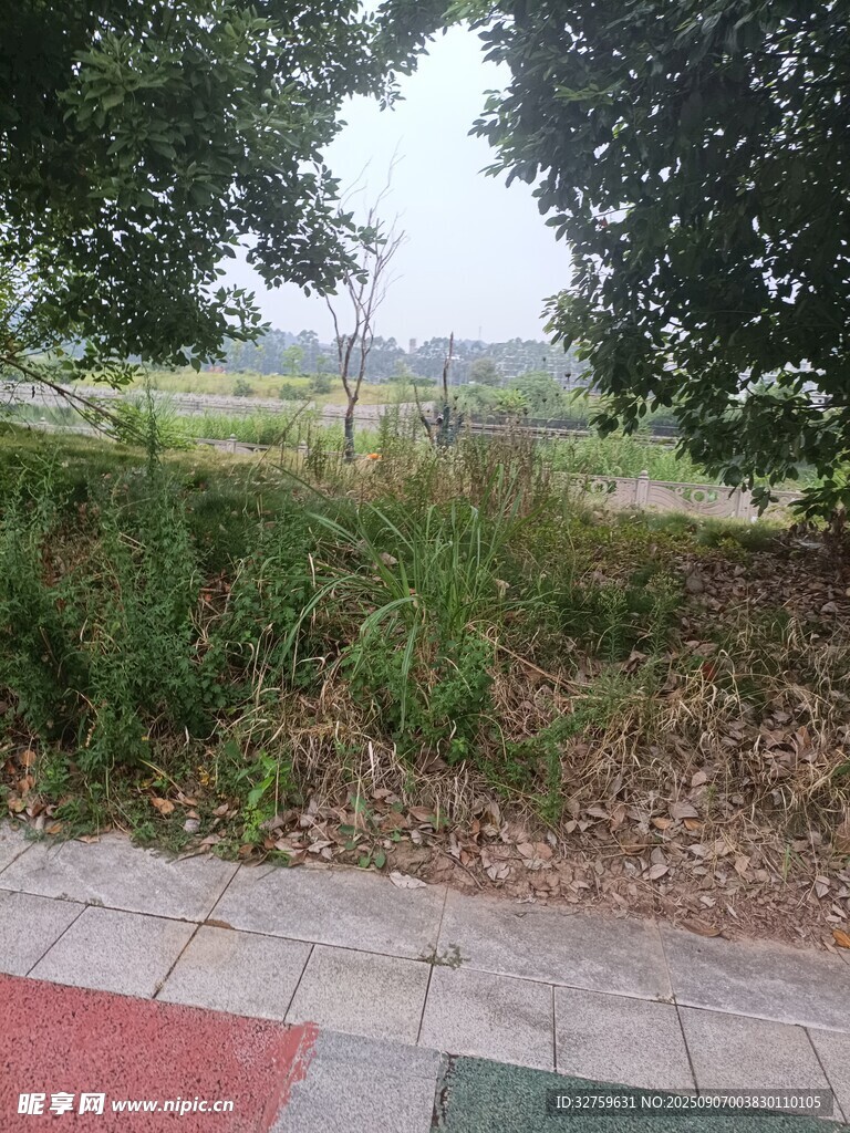 户外路边的绿植景观