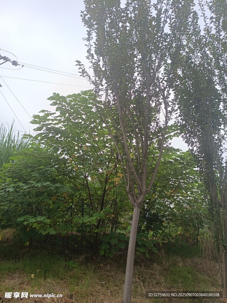 户外绿树风景