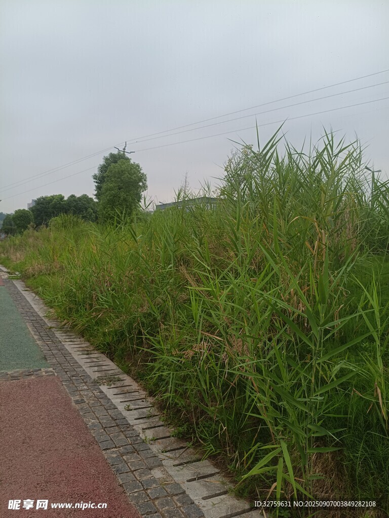 路边翠绿茂盛的高大芦苇