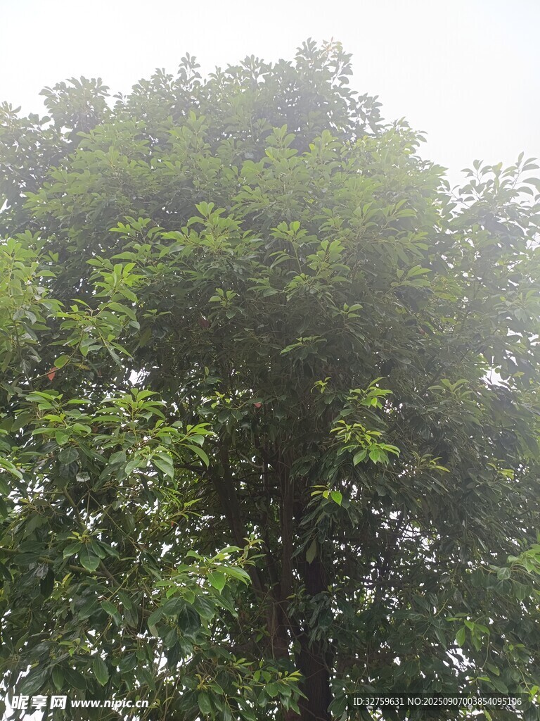 茂密绿树展现自然生机