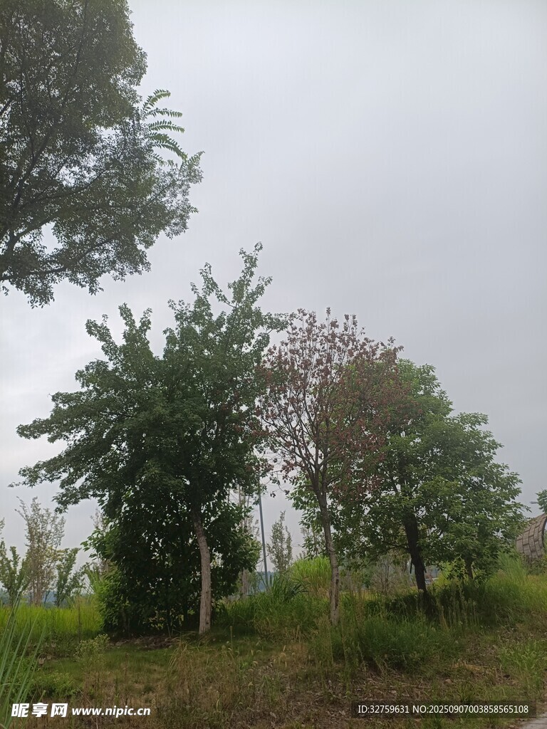 郊外绿意盎然的树木景观