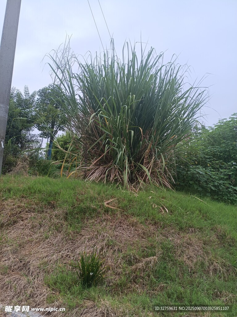 野外丛生的高大甘蔗植株