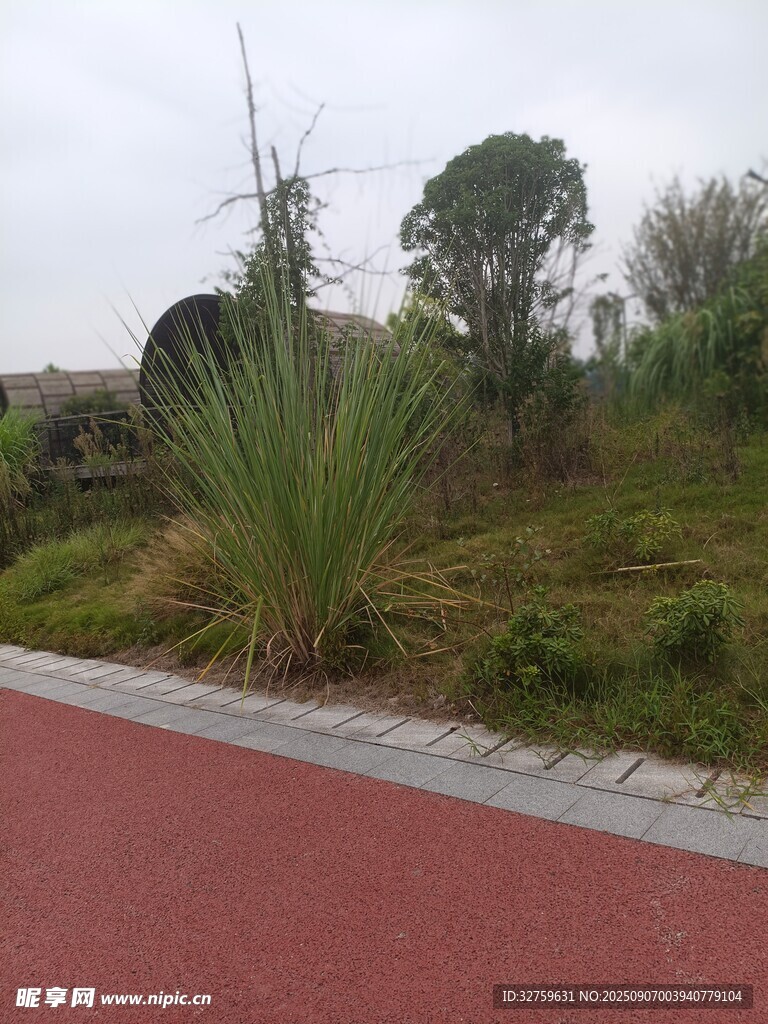 红色步道旁的绿植景观