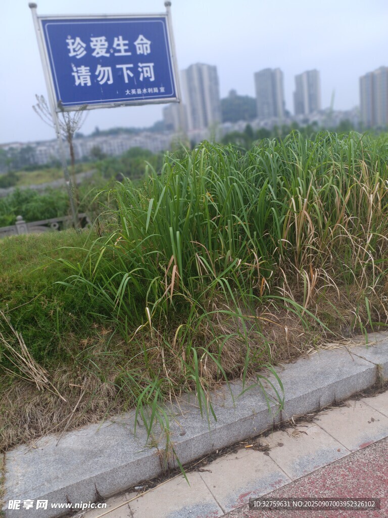 路边茂盛草丛与指示牌