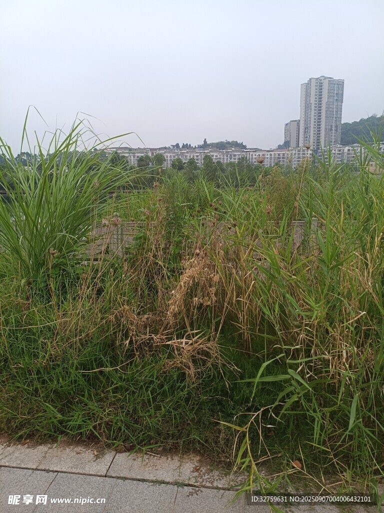 路边茂盛的野草与远处建筑