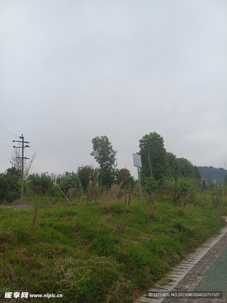 乡村道路旁的绿意景致