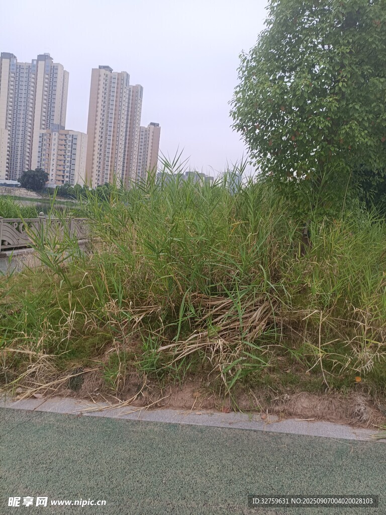 城市路边茂盛的绿色野草