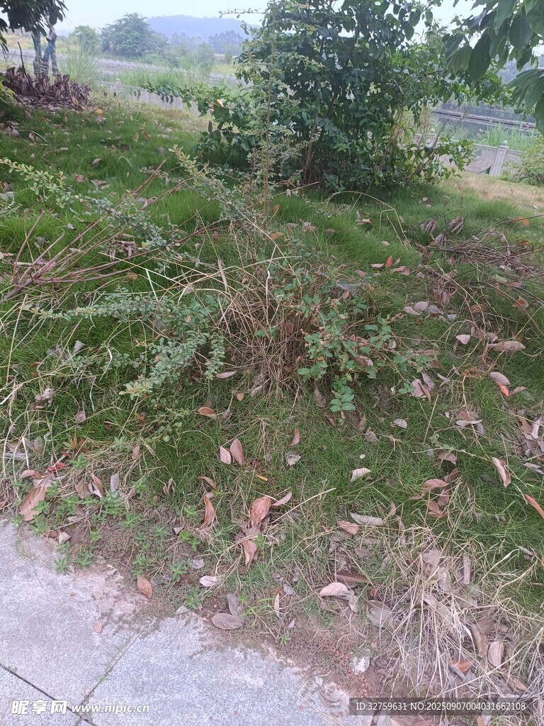 路边草地景象