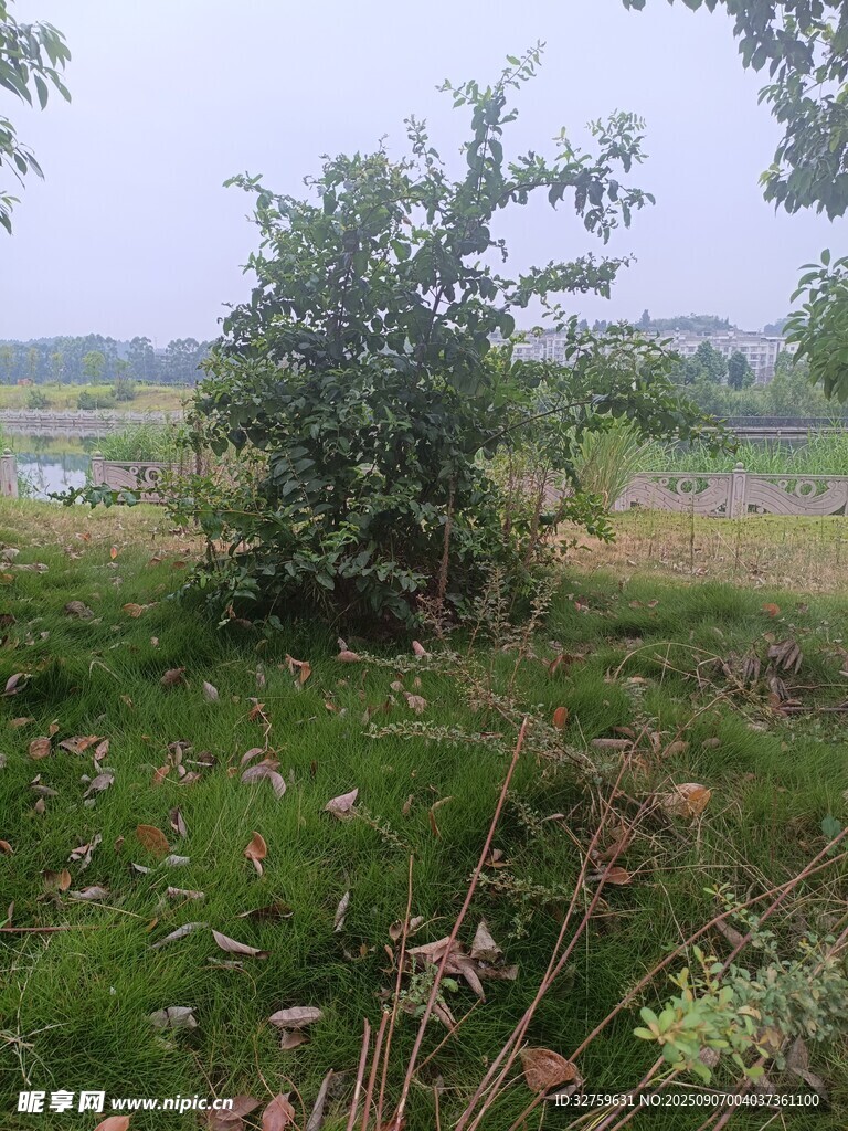 野外绿植景观
