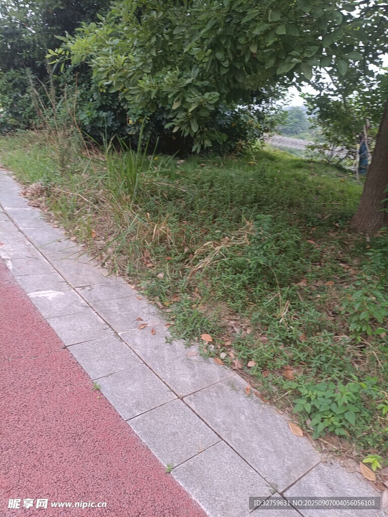 路边草地与绿植景观