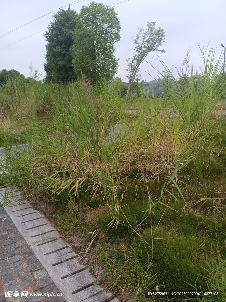 湿地木栈道旁的繁茂草木