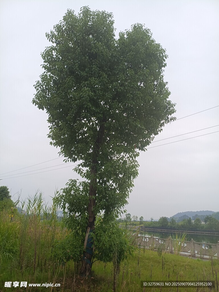 田野中独特的心形树木