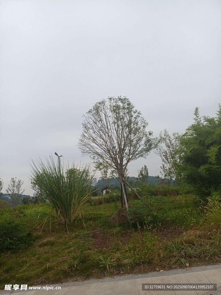 郊外路旁绿意盎然的景象