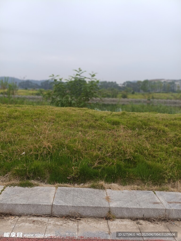 路边草地景色