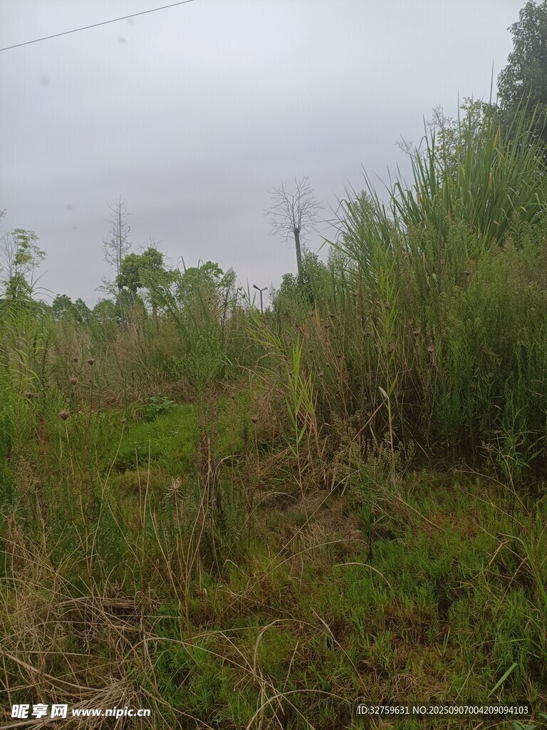 野外杂草丛生的自然场景