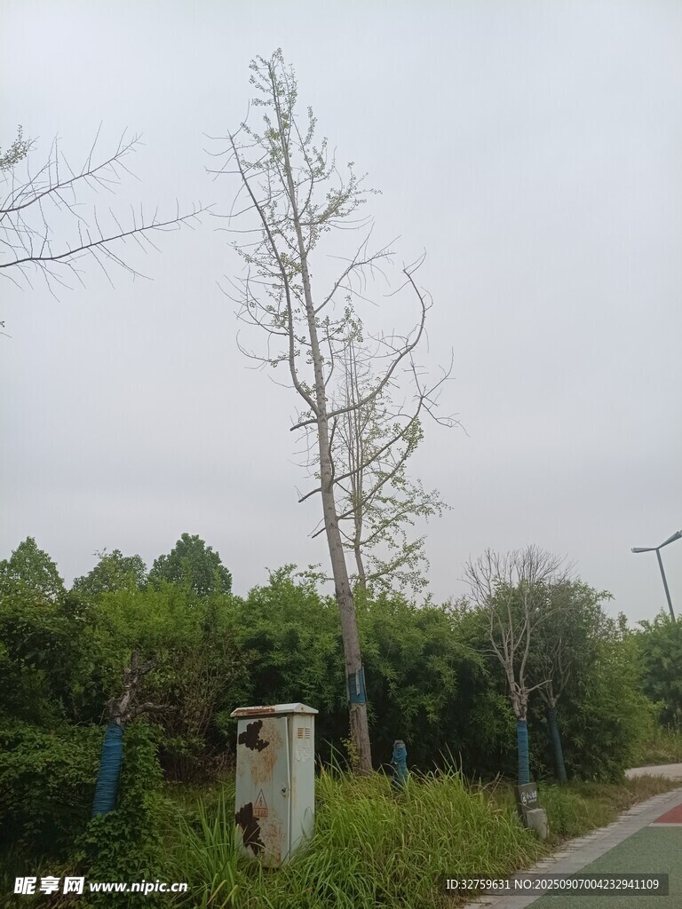 路边枯树与绿植景观