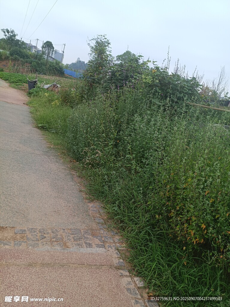 乡间小径旁的茂盛绿植
