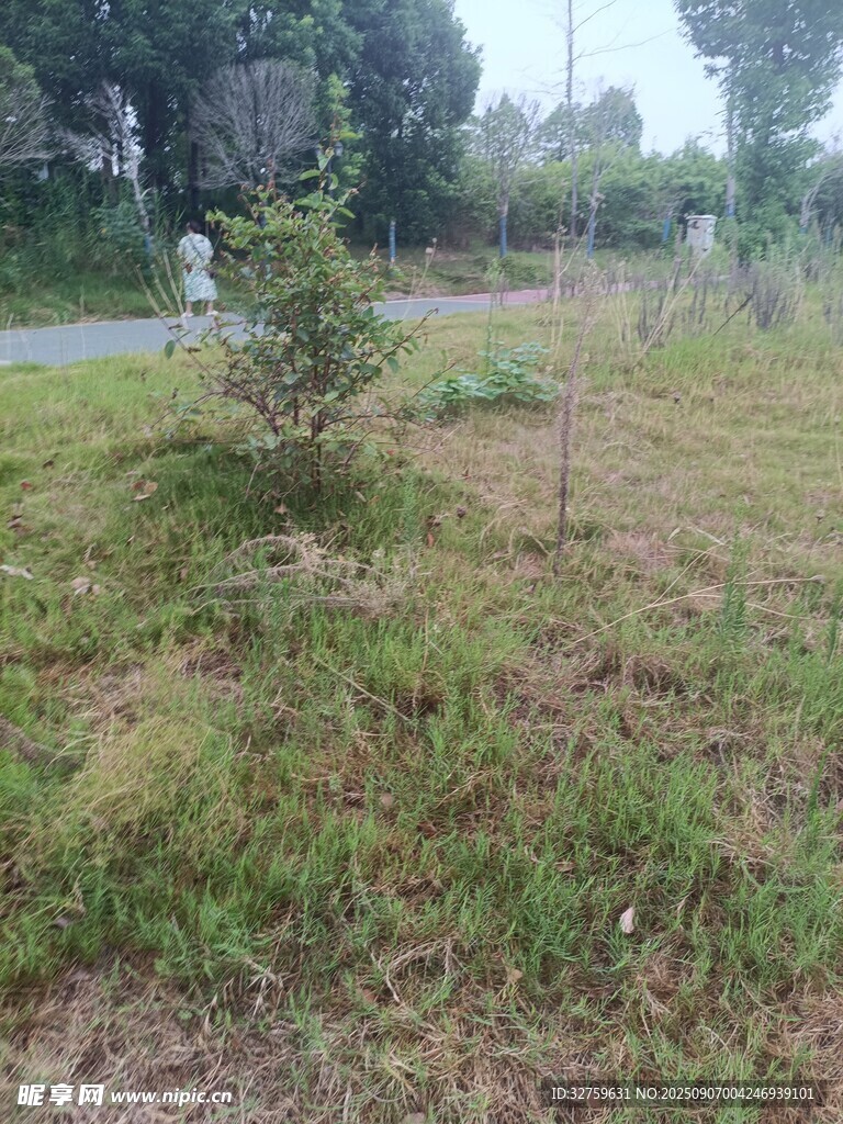 路边绿植景观