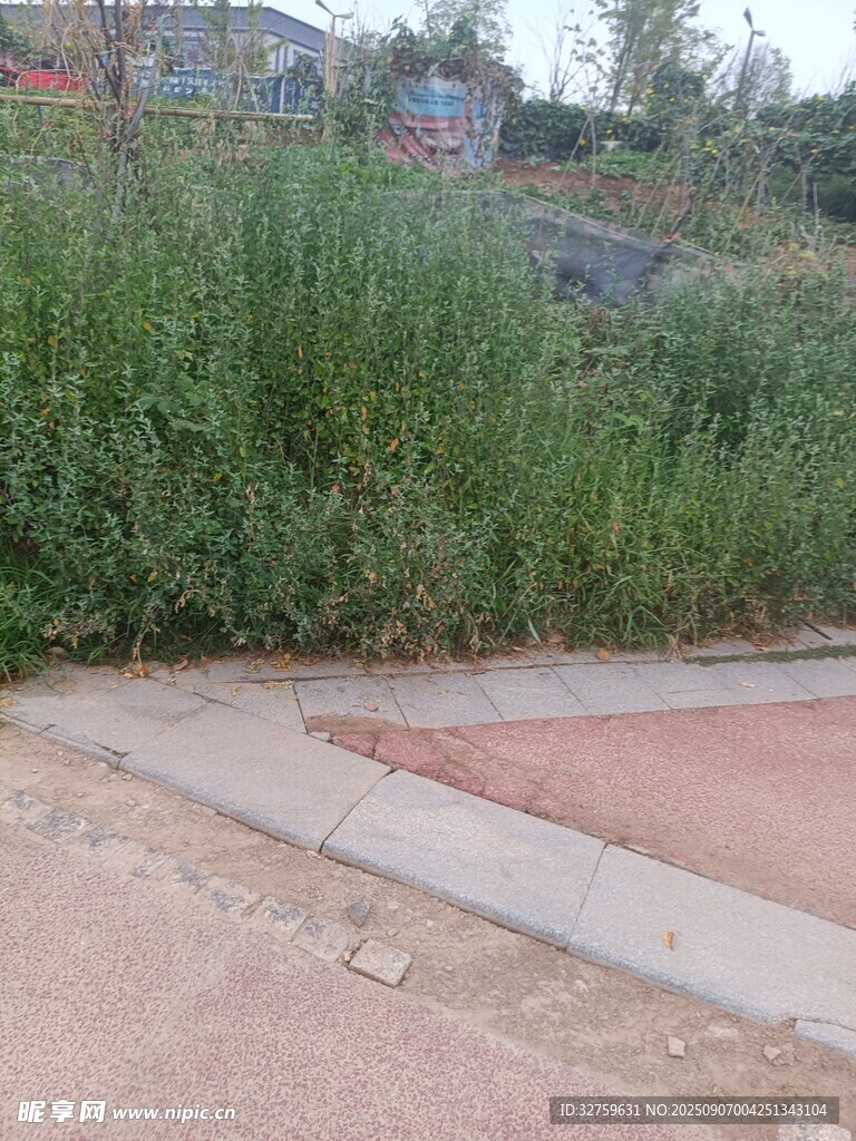 路边茂盛的绿色草丛