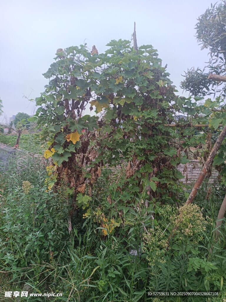 野外繁茂植物景象