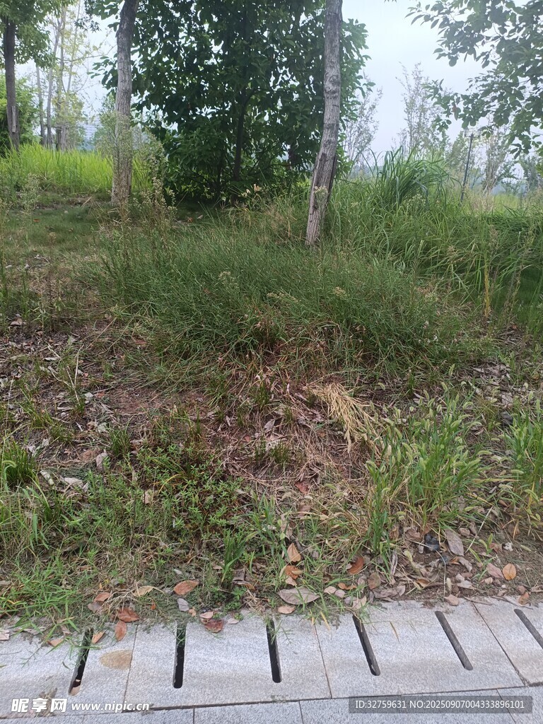 户外草地旁的砖石步道