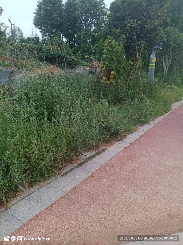 户外红色步道旁的绿植