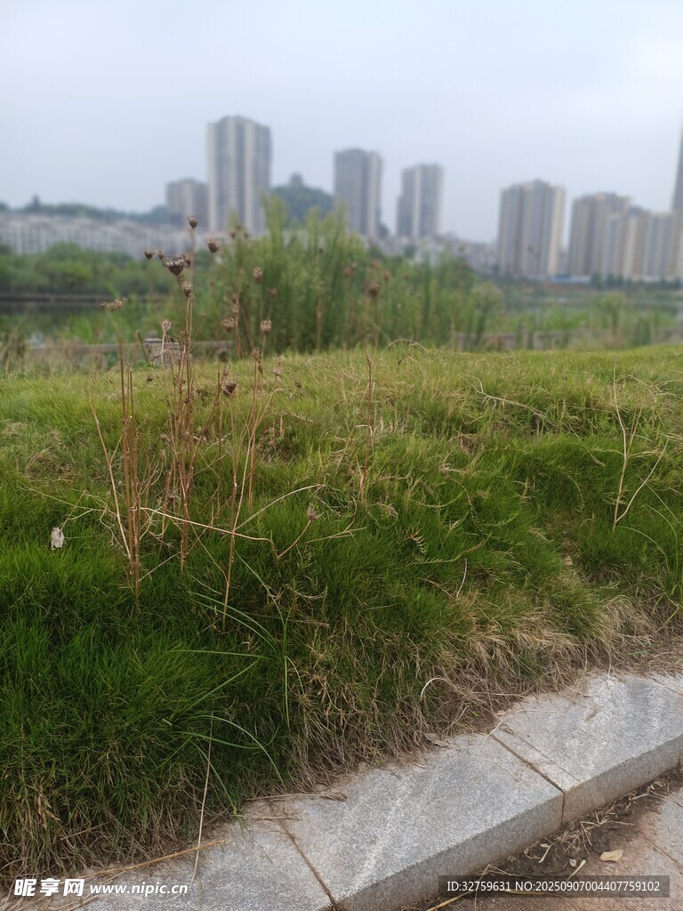 城市边的草地与远处建筑
