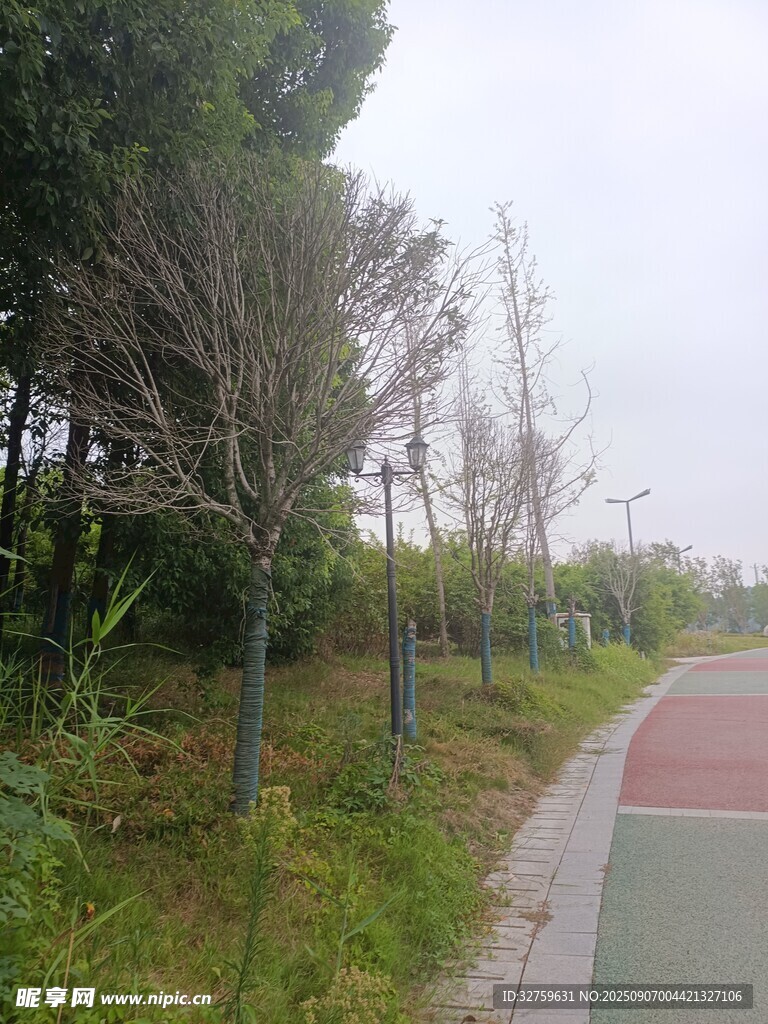 郊外彩色步道旁的树木