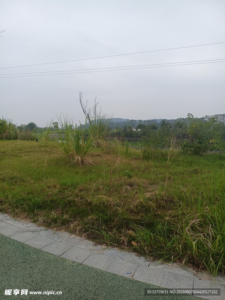 路边绿意盎然的草地景观