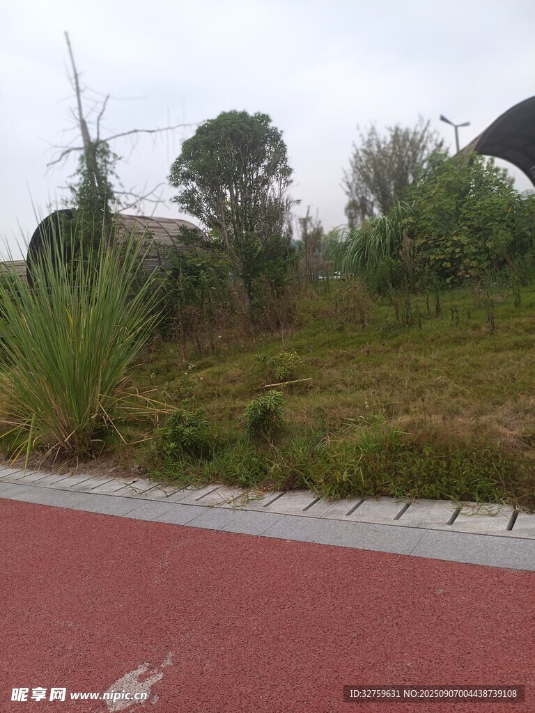 路边绿植景观