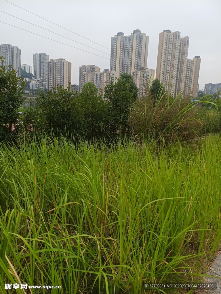 城市边的翠绿草地景观