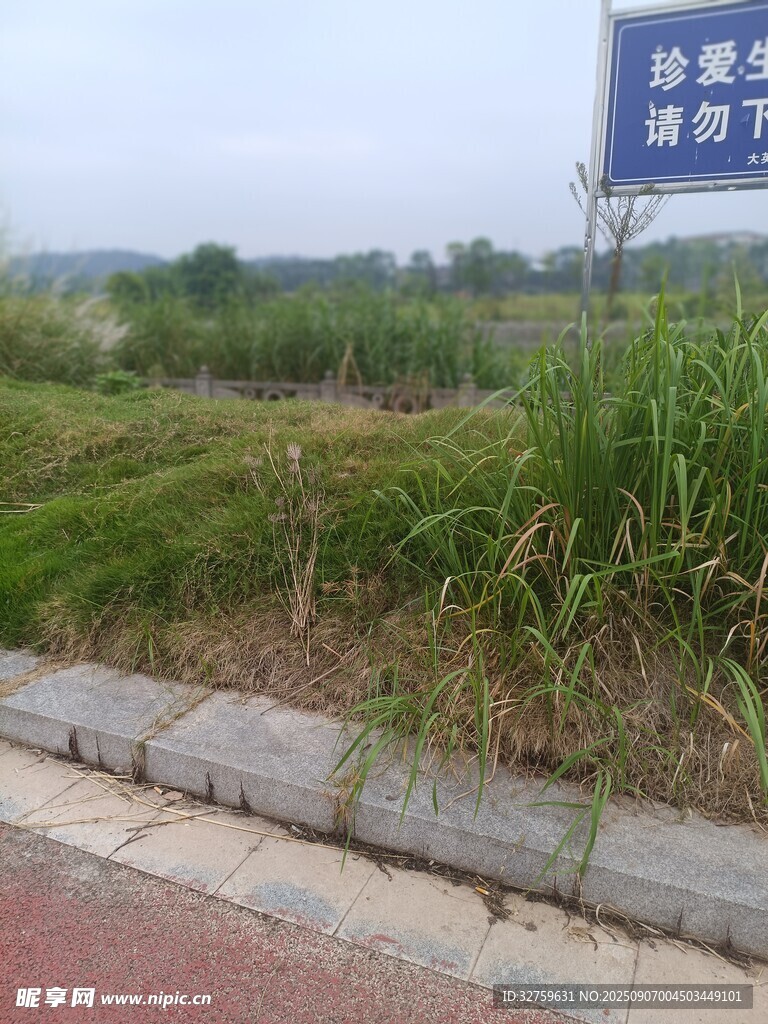 路边绿植与指示牌景观