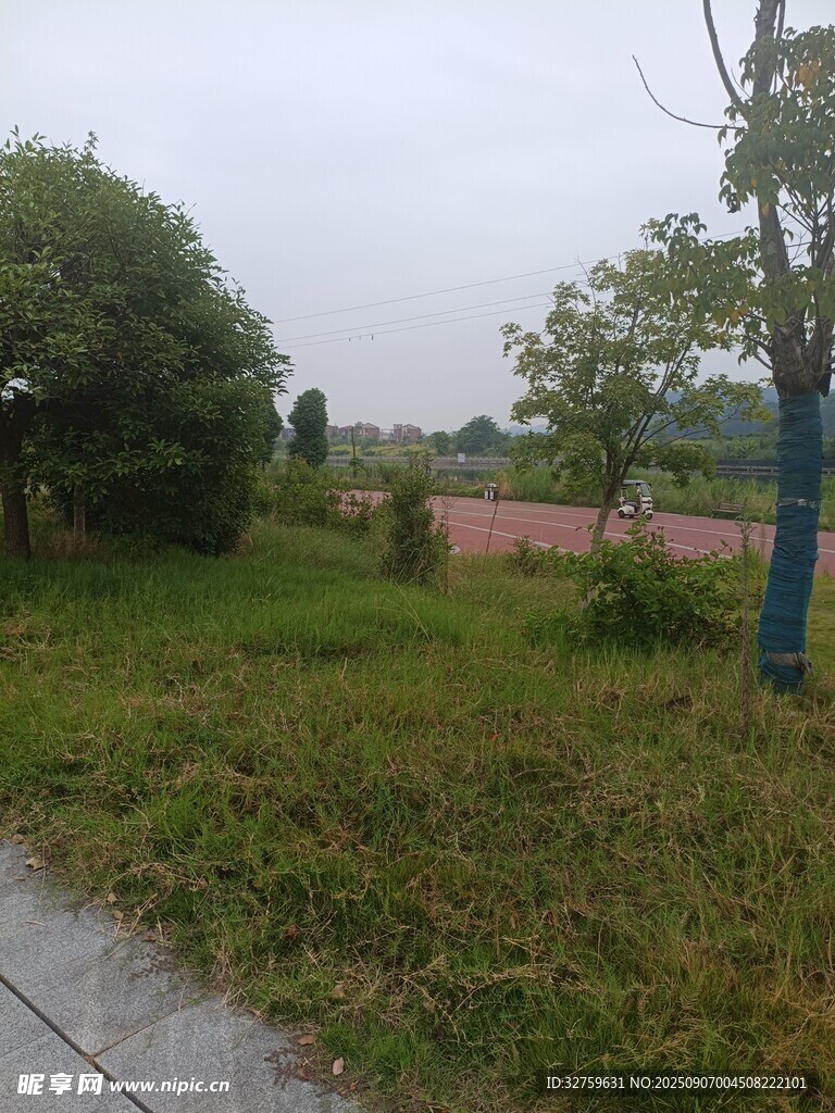 郊外草地与树木风景