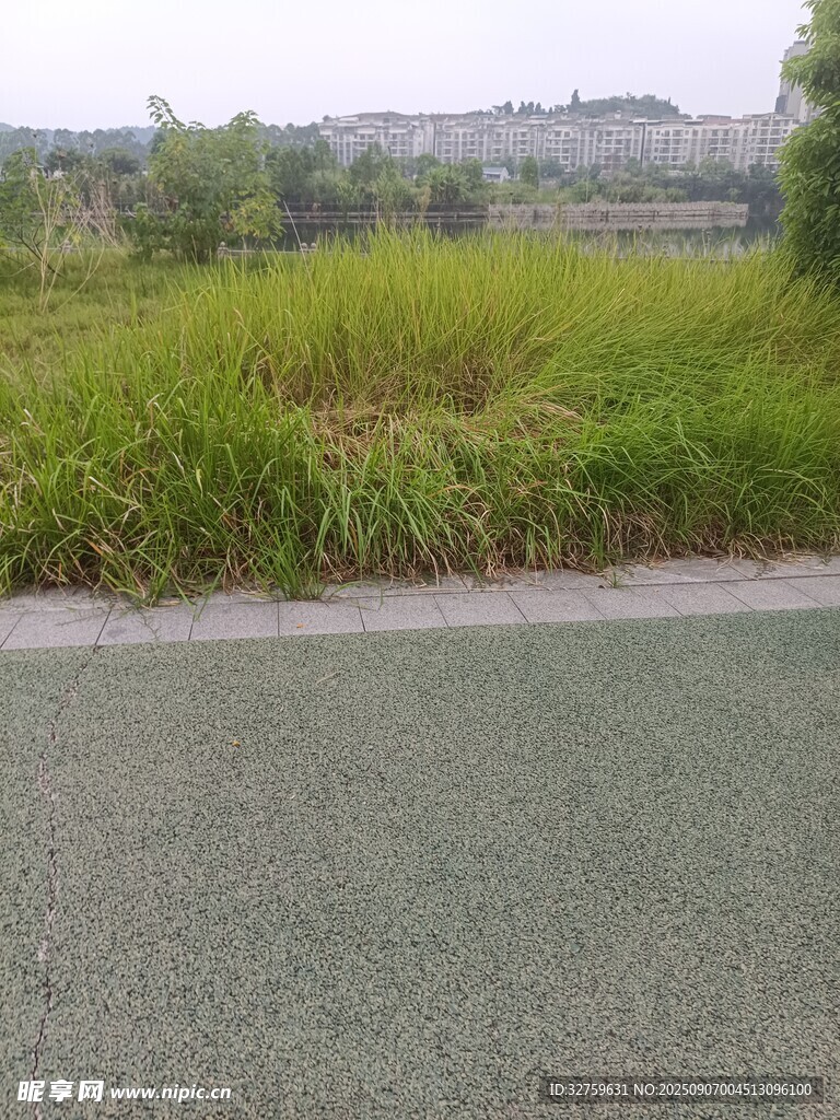 路边葱郁草地与柏油路面