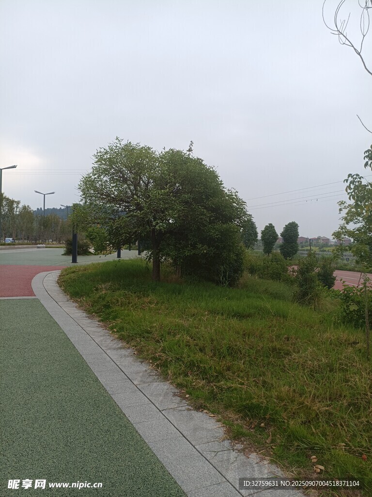 公园小径旁的绿植景观