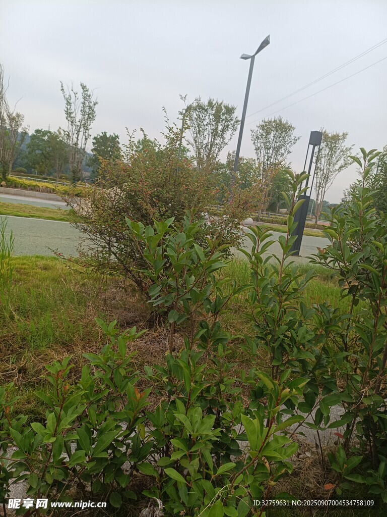 户外绿植景观