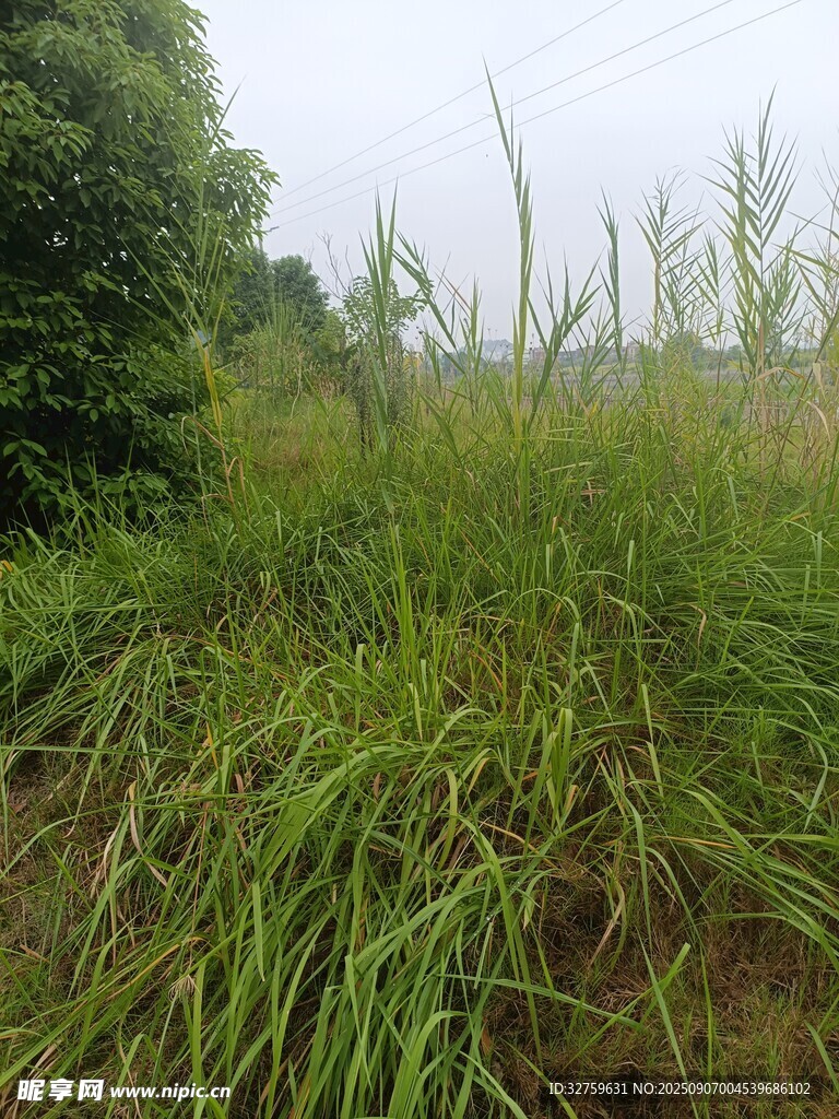野外茂盛草地景象