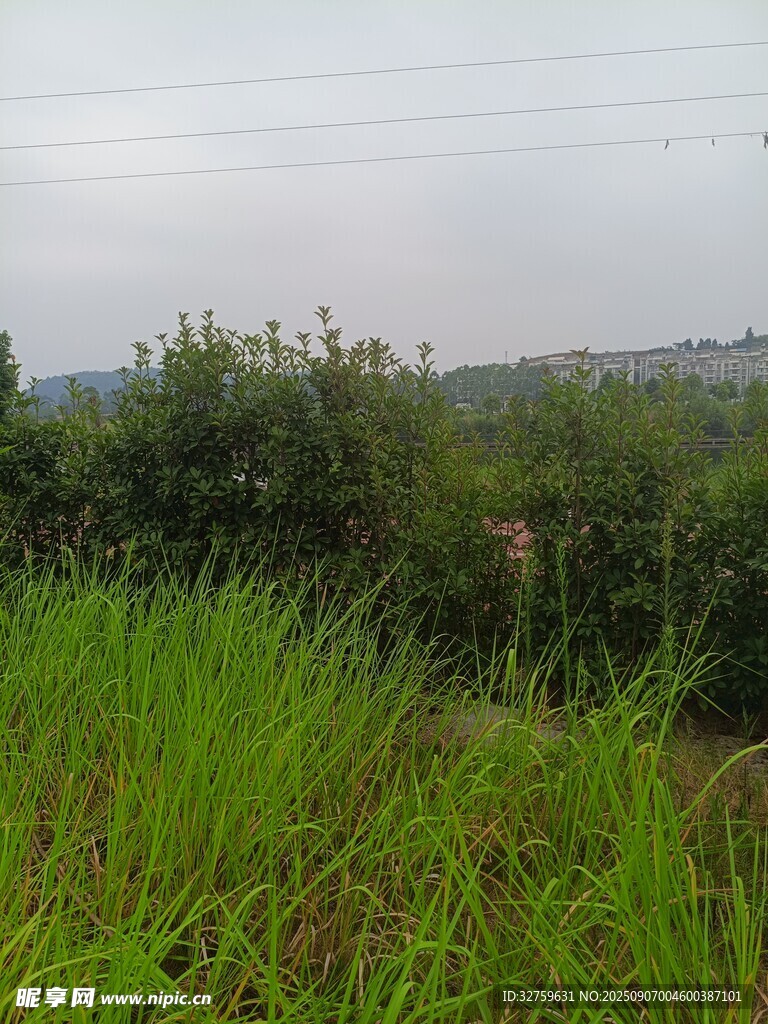 野外葱郁草地与绿植景观